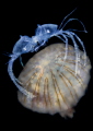   Jellyfish rider  